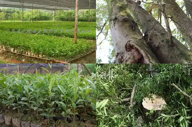 越南富森红土沉香的克价1686701638930 越南富森红土沉香的克价1686701638930