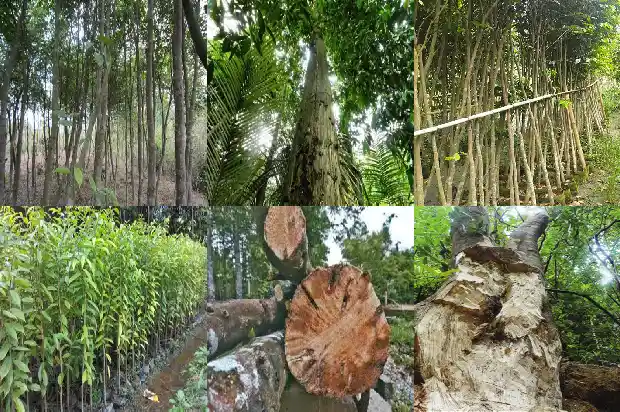 越南富森红土沉香的克价1686701638978 越南富森红土沉香的克价1686701638978