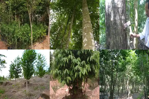 沉香老珠子的价值1686701708987 沉香老珠子的价值1686701708987