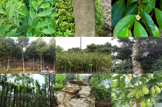 沉香老珠子的价值1686701709035 沉香老珠子的价值1686701709035