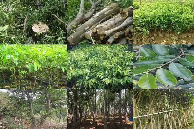 正宗沉香一克价值1686787848635 正宗沉香一克价值1686787848635