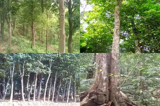 土沉香还是沉香好1686787969054 土沉香还是沉香好1686787969054