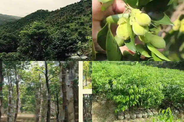土沉香还是沉香好1686787969149 土沉香还是沉香好1686787969149