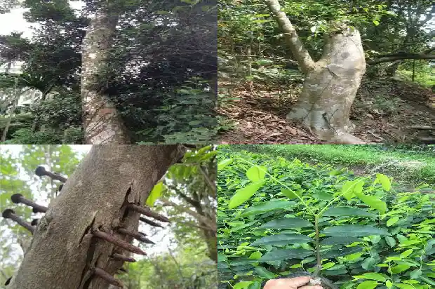 土沉香还是沉香好1686787969197 土沉香还是沉香好1686787969197