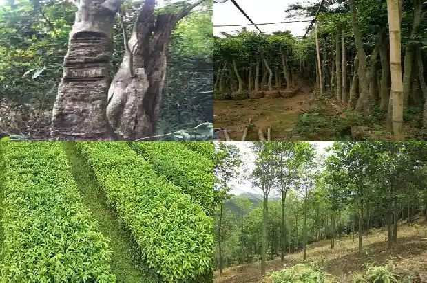 达拉干沉香克价1686788001733 达拉干沉香克价1686788001733