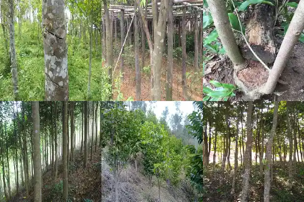 达拉干沉香克价1686788001876 达拉干沉香克价1686788001876