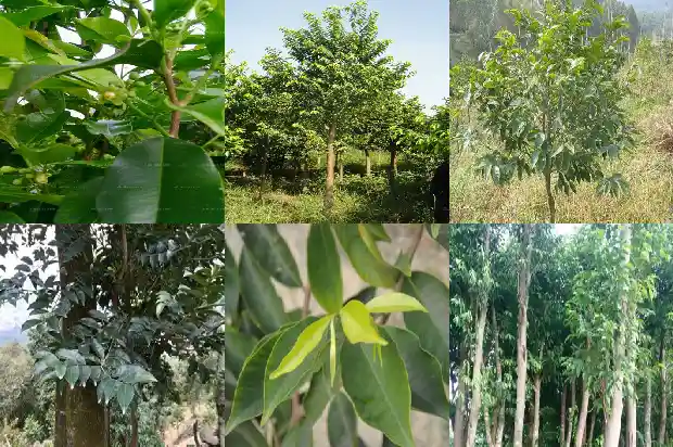 越南芽庄奇楠沉香价格1692663001338 越南芽庄奇楠沉香价格1692663001338