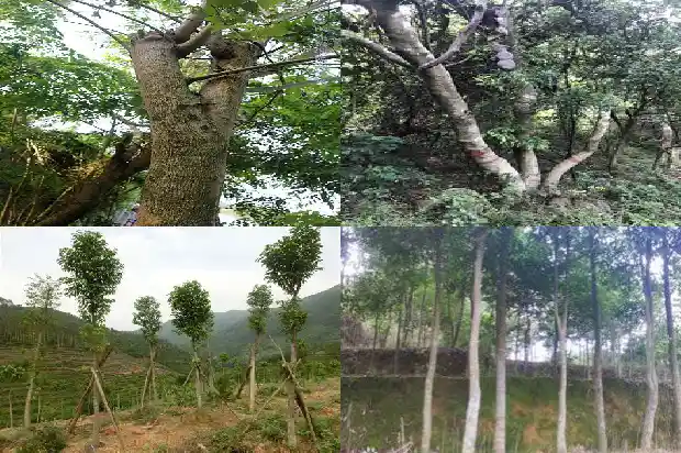 有卖正宗沉香的1686788062511 有卖正宗沉香的1686788062511