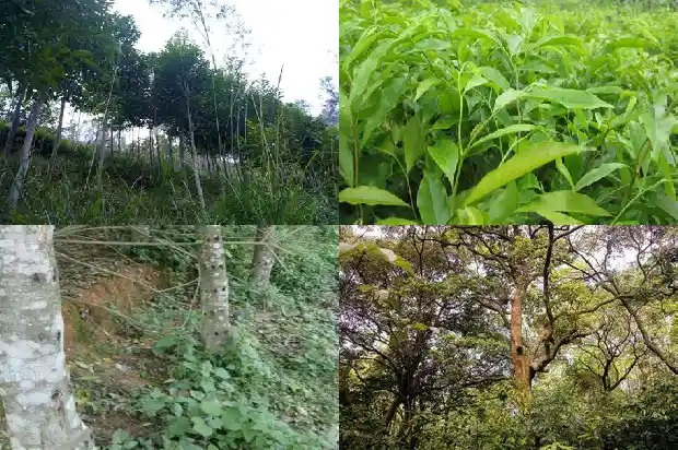 黑奇楠沉香的价值1686788097960 黑奇楠沉香的价值1686788097960