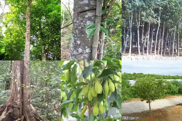 沉香不同产地的价格1692231064408 沉香不同产地的价格1692231064408