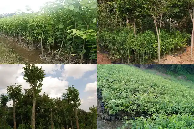 富森红土沉香价值1686874290940 富森红土沉香价值1686874290940