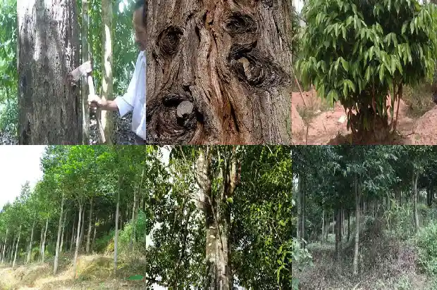 富森红土沉香价值1686874291034 富森红土沉香价值1686874291034