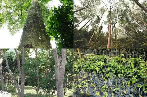 富森红土沉香价值1686874291082 富森红土沉香价值1686874291082
