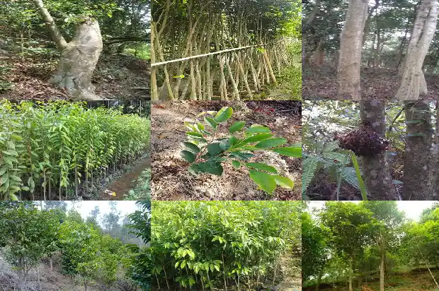 土沉香是沉香吗1694822976545 土沉香是沉香吗1694822976545