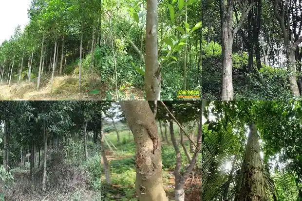 白奇楠沉香树苗哪里有1694995769745 白奇楠沉香树苗哪里有1694995769745