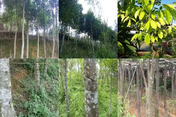 瑞香科沉香价值1686960595067 瑞香科沉香价值1686960595067