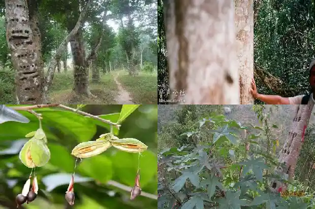 瑞香科沉香价值1686960595115 瑞香科沉香价值1686960595115