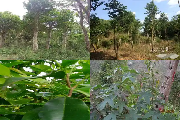 瑞香科沉香价值1686960595209 瑞香科沉香价值1686960595209
