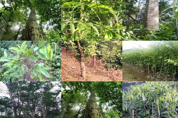 达拉干沉水沉香一克价格是多少1690157365532 达拉干沉水沉香一克价格是多少1690157365532