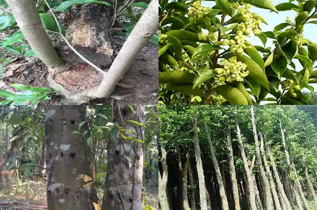 绿奇楠沉香价值1686960785415 绿奇楠沉香价值1686960785415