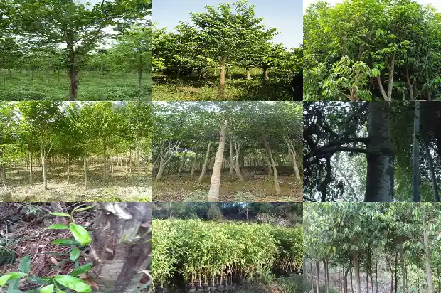 天然沉香的价值1686960811891 天然沉香的价值1686960811891