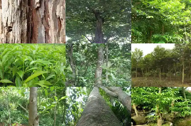 野生沉香的价值1686960868380 野生沉香的价值1686960868380