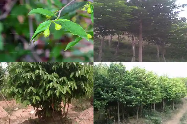 野生沉香的价值1686960868427 野生沉香的价值1686960868427