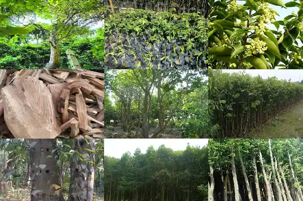 沉香苗木栽培技术1699056584686 沉香苗木栽培技术1699056584686