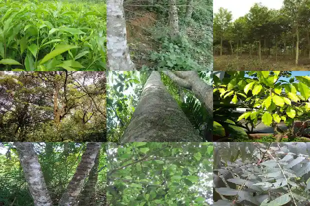 沉香奇楠木的价值1687046992582 沉香奇楠木的价值1687046992582