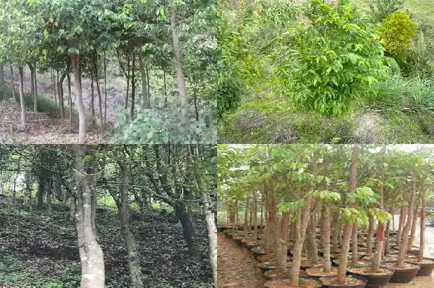 沉香奇楠木的价值1687046992629 沉香奇楠木的价值1687046992629