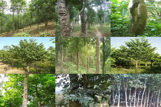 奇楠沉香树种苗1687047040016 奇楠沉香树种苗1687047040016