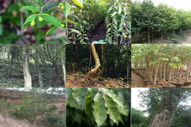 沉香奇楠树苗1688947991715 沉香奇楠树苗1688947991715