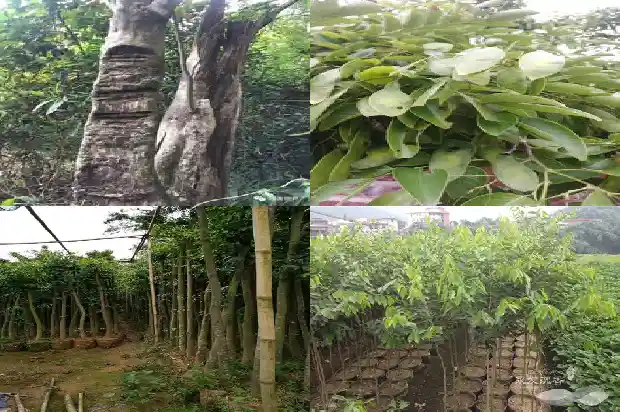 贡木沉香手串的价值1687047098166 贡木沉香手串的价值1687047098166