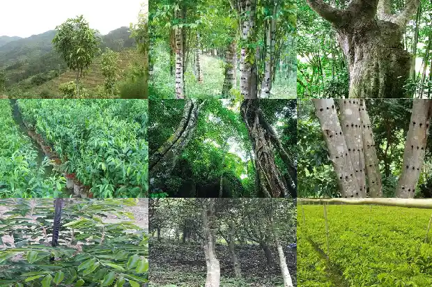 沉香的三大产区1687047161857 沉香的三大产区1687047161857