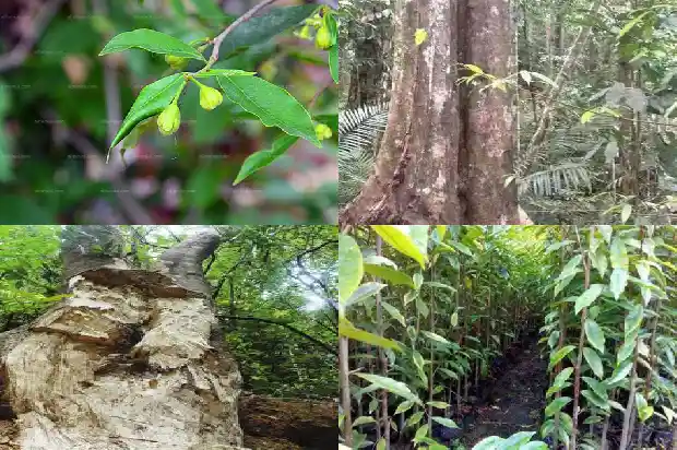 沉香的三大产区1687047161904 沉香的三大产区1687047161904