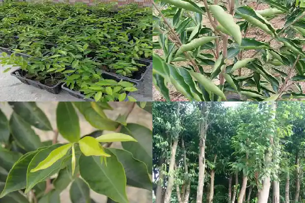 30年沉香价格1692231023343 30年沉香价格1692231023343