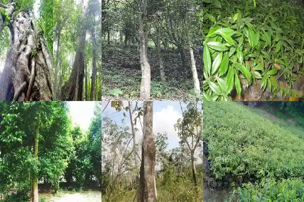 绿奇楠沉香手串价值1687047193748 绿奇楠沉香手串价值1687047193748