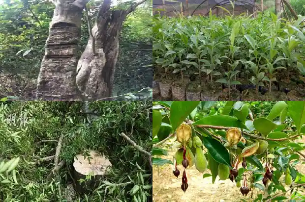 沉香木树苗一颗多少钱1697760581583 沉香木树苗一颗多少钱1697760581583