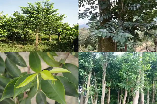 沉水沉香克价1687047281095 沉水沉香克价1687047281095