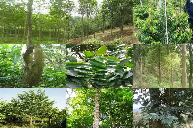 沉水沉香克价1687047281187 沉水沉香克价1687047281187