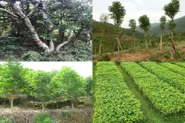 沉香楠木的价值1687047311018 沉香楠木的价值1687047311018