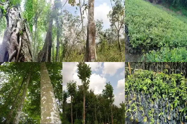 沉香产地最好的地方是哪里1694736559660 沉香产地最好的地方是哪里1694736559660