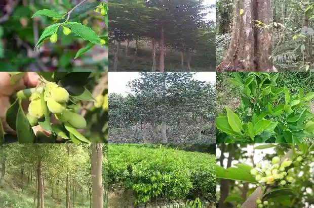 沉香的市场价值1693958975448 沉香的市场价值1693958975448