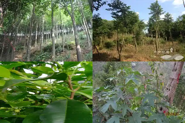 如何区分真正奇楠沉香苗木1698538193128 如何区分真正奇楠沉香苗木1698538193128