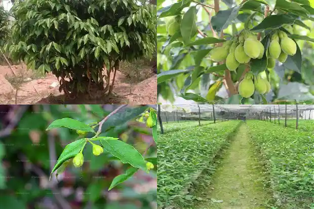 沉香的价格与选购1691885595949 沉香的价格与选购1691885595949