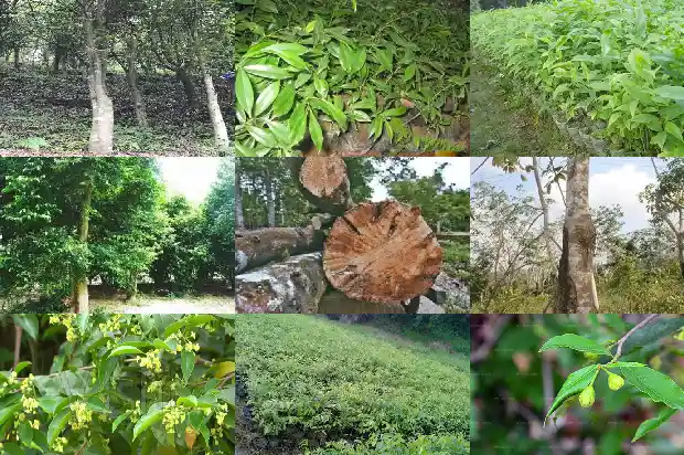 沉香树真的很贵吗1694131764593 沉香树真的很贵吗1694131764593