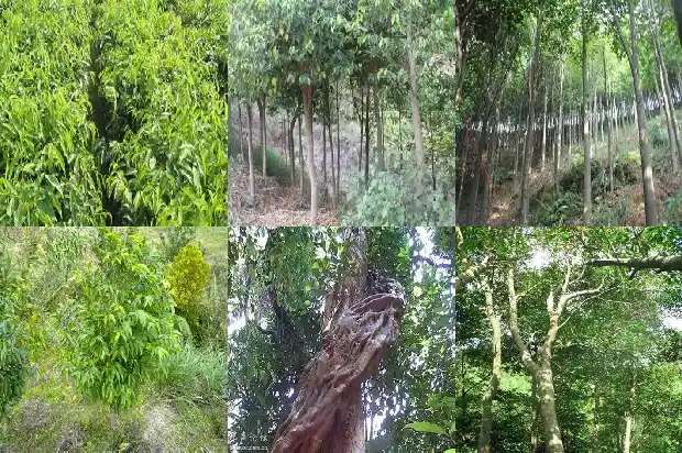沉香木是什么树形成的1696118985665 沉香木是什么树形成的1696118985665