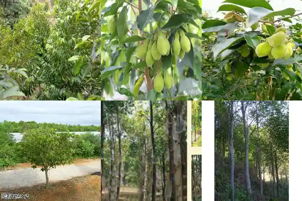沉香木的树1687133608726 沉香木的树1687133608726