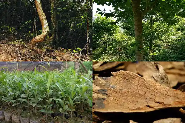 越南芽庄沉香的价值1687219796375 越南芽庄沉香的价值1687219796375