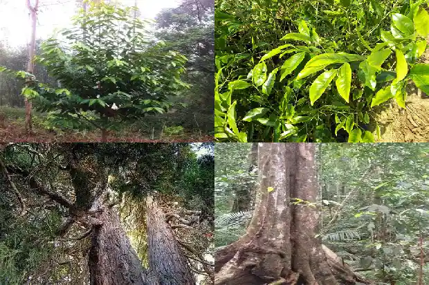 越南芽庄沉香的价值1687219796422 越南芽庄沉香的价值1687219796422